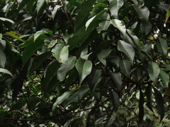 Zinowiewia australis