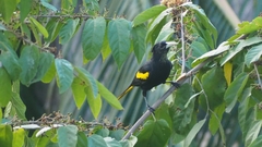 Cassiculus melanicterus