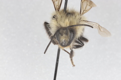 Bombus frigidus