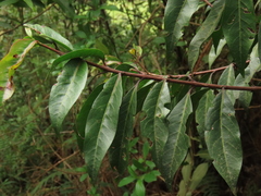 Zinowiewia australis