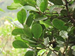 Ilex nervosa