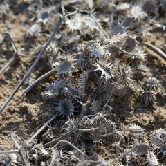 Daucus pumilus