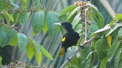 Cassiculus melanicterus