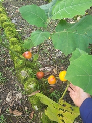 Solanum sessiliflorum