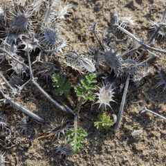 Daucus pumilus