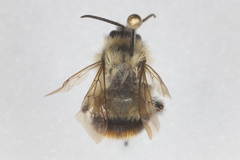 Bombus frigidus