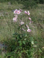 Eriocapitella × hybrida