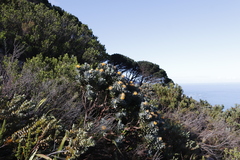 Leucospermum conocarpodendron conocarpodendron