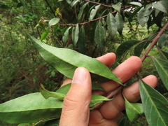 Zinowiewia australis