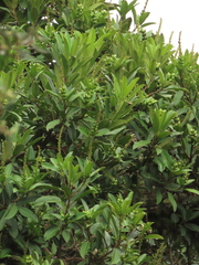 Sapium stylare
