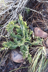Lichtensteinia lacera