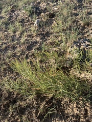 Astragalus pectinatus