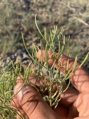 Astragalus pectinatus