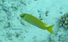 Siganus puellus