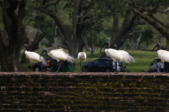 Threskiornis melanocephalus
