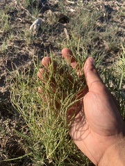 Astragalus pectinatus
