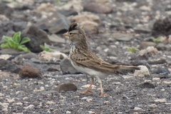 Alaudala rufescens