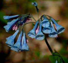 Mertensia virginica