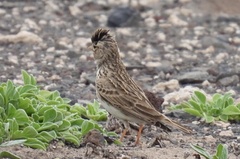 Alaudala rufescens