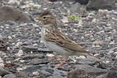 Alaudala rufescens