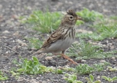 Alaudala rufescens