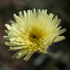 Urospermum dalechampii
