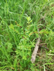 Hypericum tetrapterum