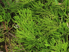 Diphasiastrum thyoides