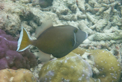 Sufflamen chrysopterum