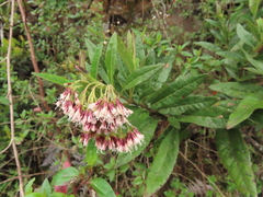 Ageratina baccharoides