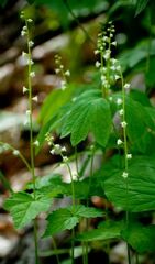 Mitella diphylla