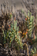 Arthrocaulon macrostachyum