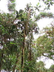 Chusquea longiprophylla