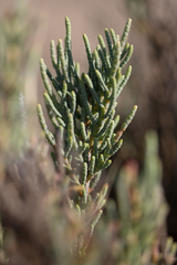 Arthrocaulon macrostachyum