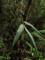 Chusquea longiprophylla