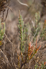 Arthrocaulon macrostachyum