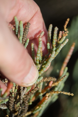 Arthrocaulon macrostachyum