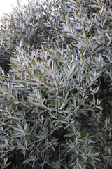 Olea europaea cuspidata