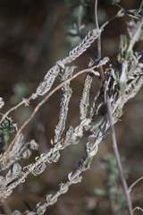 Crucianella maritima