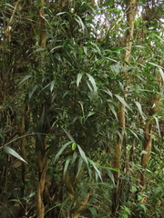 Chusquea longiprophylla