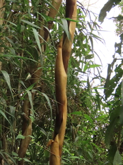 Chusquea longiprophylla