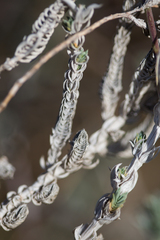 Crucianella maritima