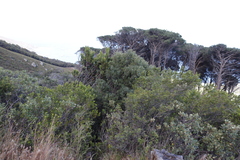 Olea europaea cuspidata