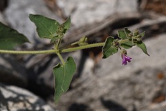 Mirabilis oxybaphoides