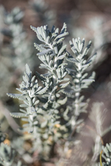 Teucrium polium