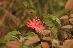 Passiflora glandulosa