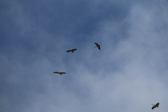 Pelecanus philippensis