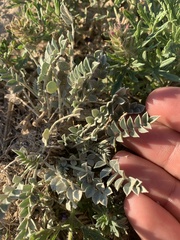 Astragalus missouriensis