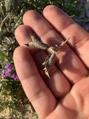 Astragalus missouriensis