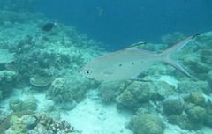 Trachinotus baillonii